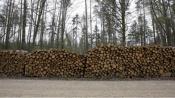 W 2017 r. w Puszczy Białowieskiej wycięto ponad 93 tys. drzew